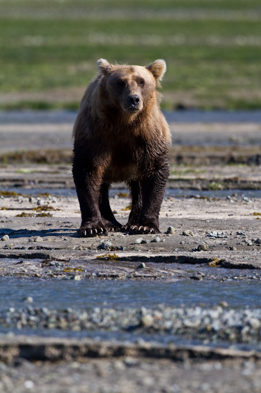 Grizzly Bear